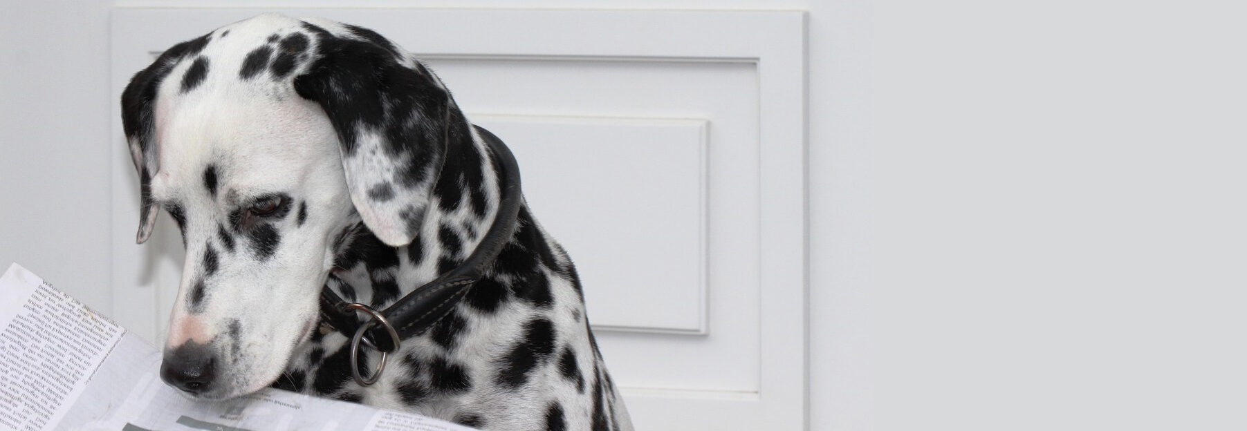hundetraining-waltl-dalmatiner