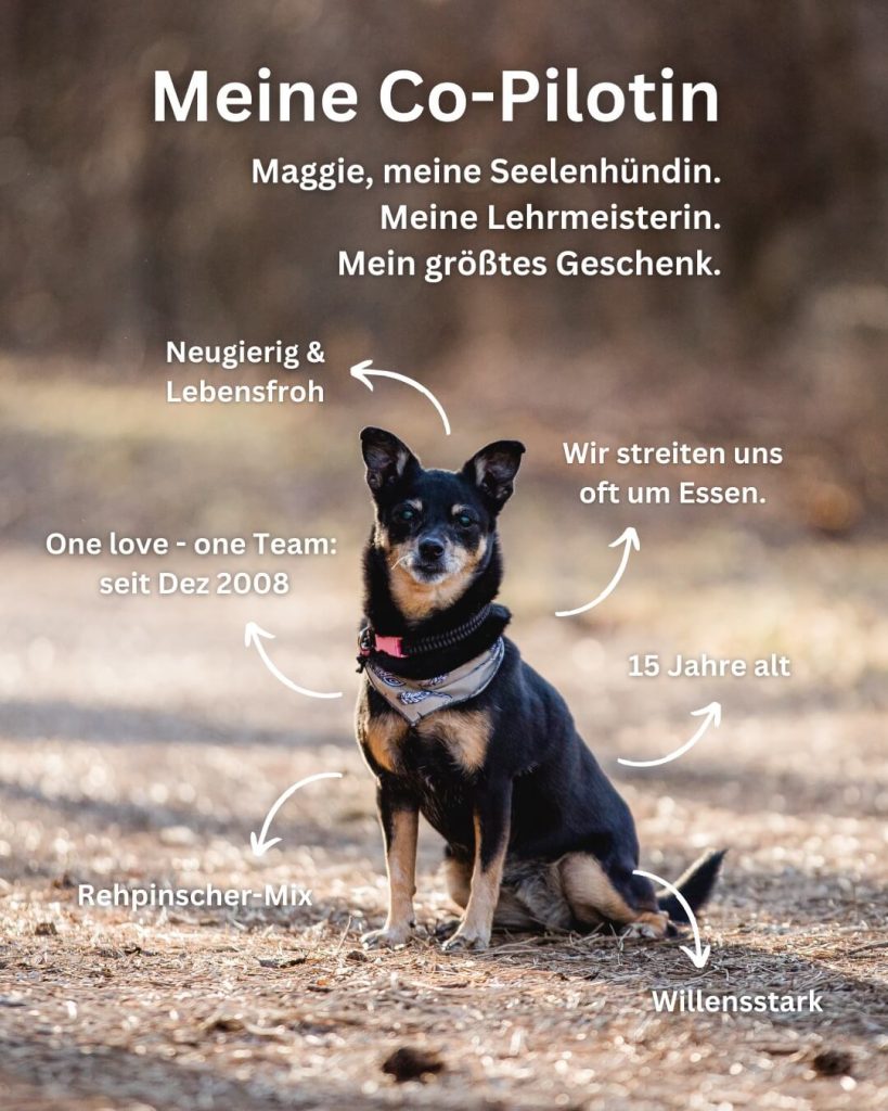 Maggie-HundetrainingWaltl